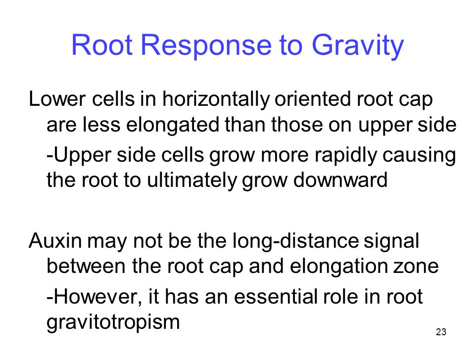 Root Response to Gravity