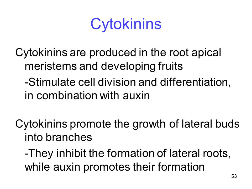 Cytokinins Cytokinins are produced in the root apical meristems and developing fruits.