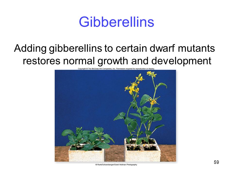 Gibberellins Adding gibberellins to certain dwarf mutants restores normal growth and development