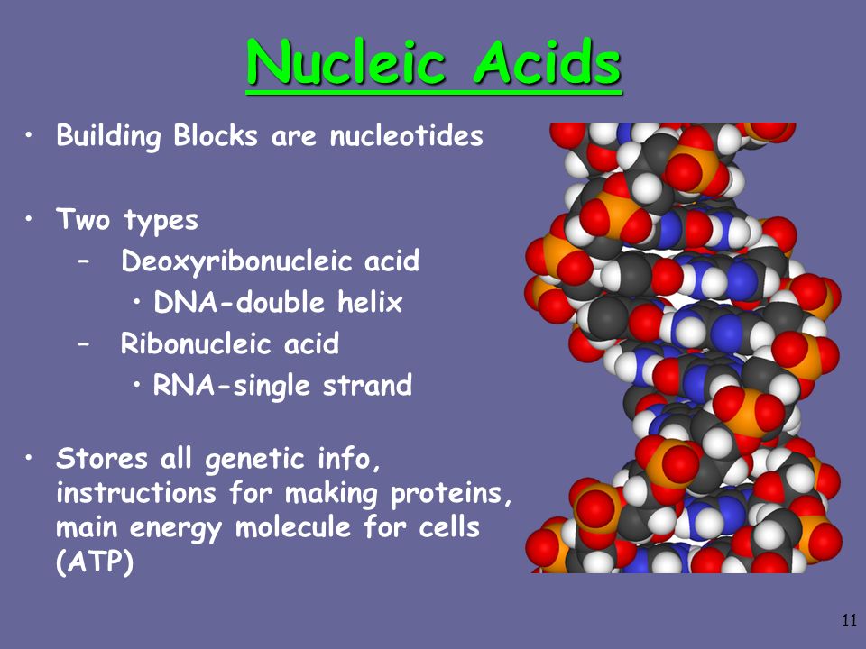 Nucleic Acids Building Blocks are nucleotides Two types
