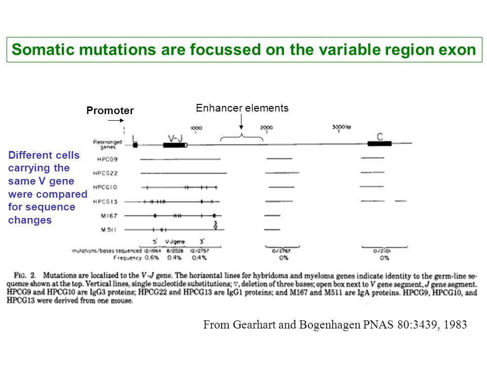 Somatic mutations are focussed on the variable region exon