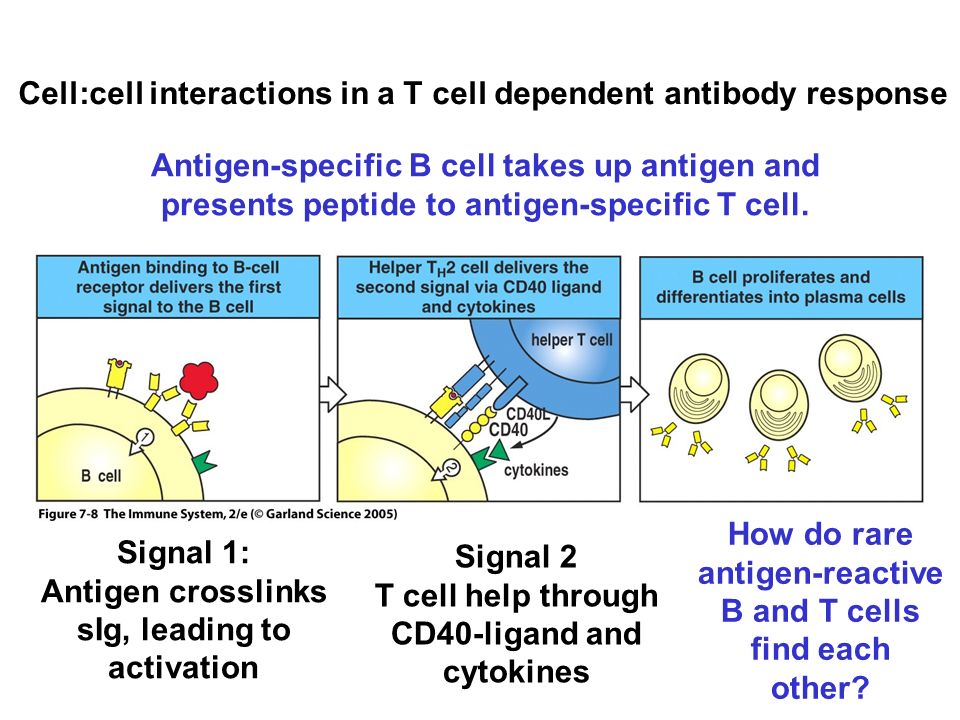 Cell:cell interactions in a T cell dependent antibody response