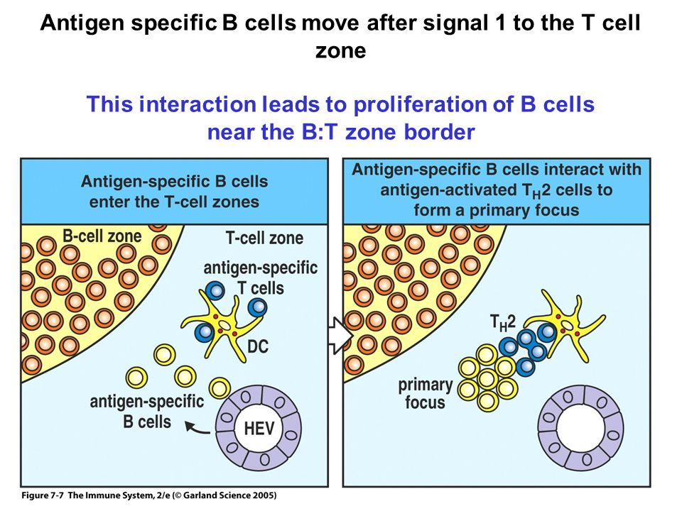 Antigen specific B cells move after signal 1 to the T cell zone