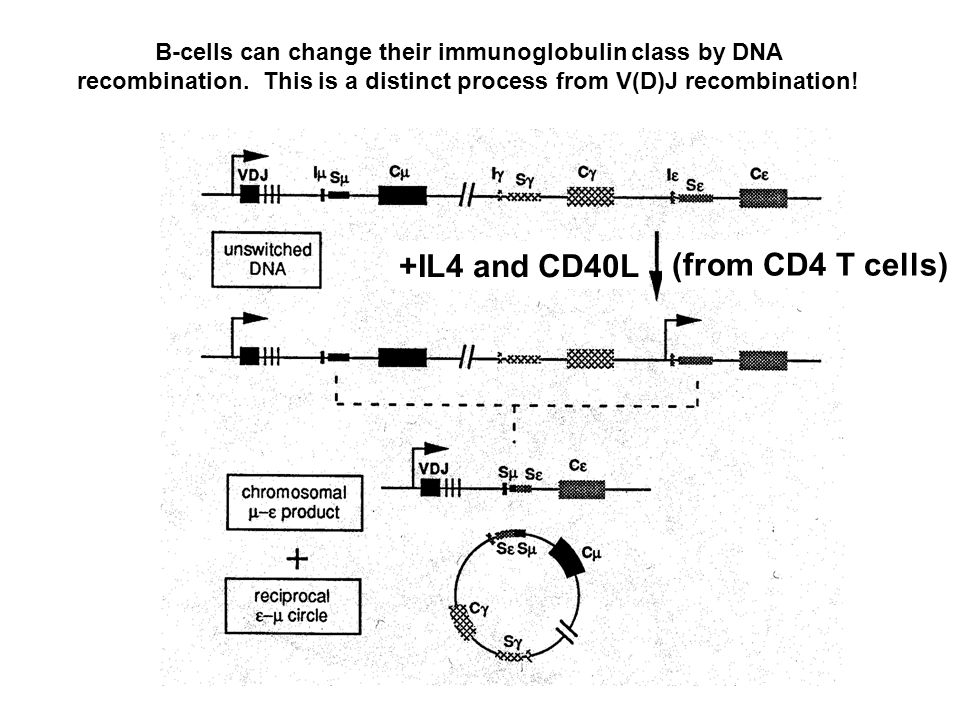 +IL4 and CD40L (from CD4 T cells)