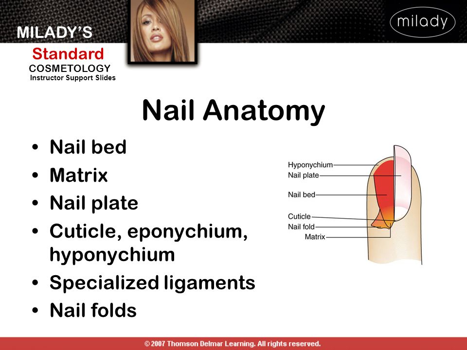 Nail Structure - nailbees