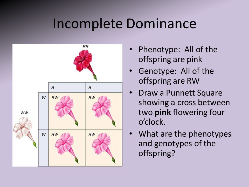 Incomplete Dominance Phenotype: All of the offspring are pink.