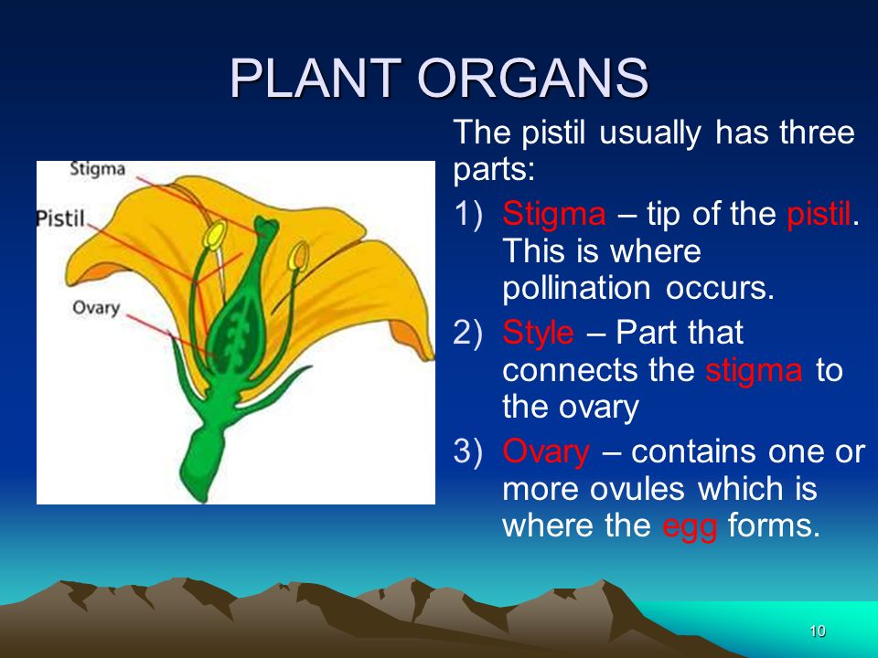 PLANT ORGANS The pistil usually has three parts: