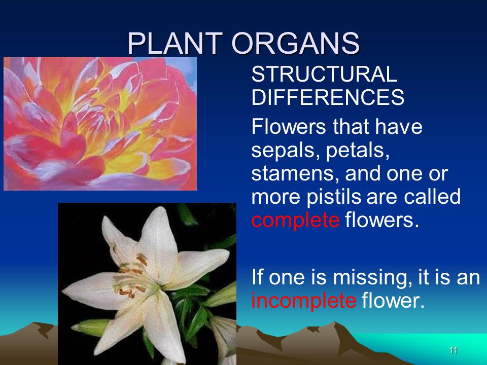 PLANT ORGANS STRUCTURAL DIFFERENCES