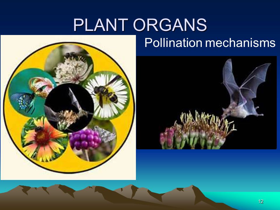 PLANT ORGANS Pollination mechanisms