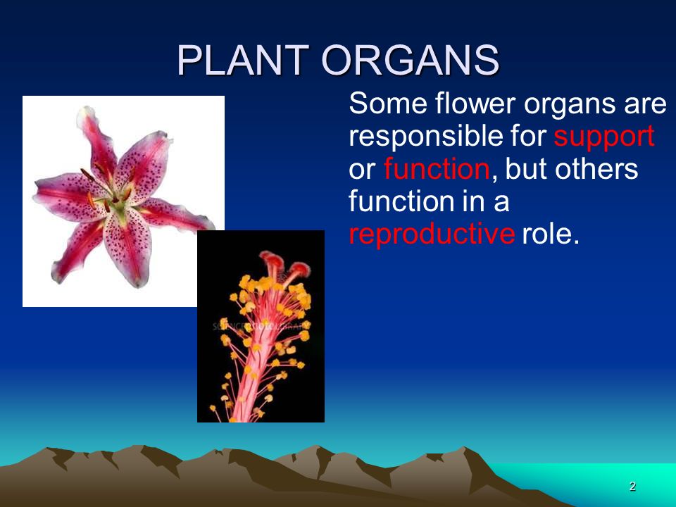 PLANT ORGANS Some flower organs are responsible for support or function, but others function in a reproductive role.
