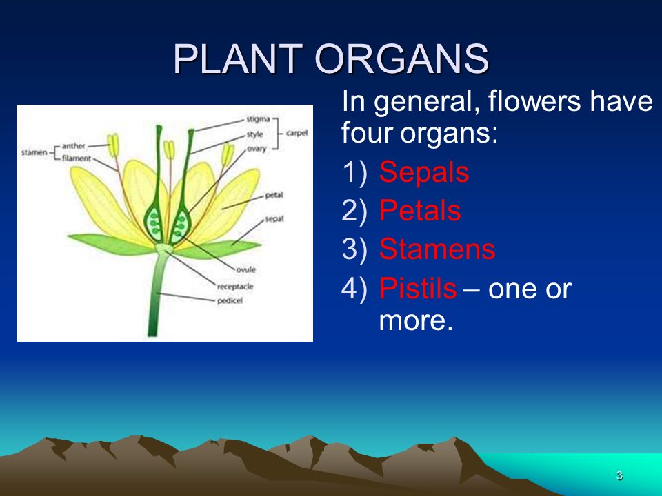 PLANT ORGANS In general, flowers have four organs: Sepals Petals