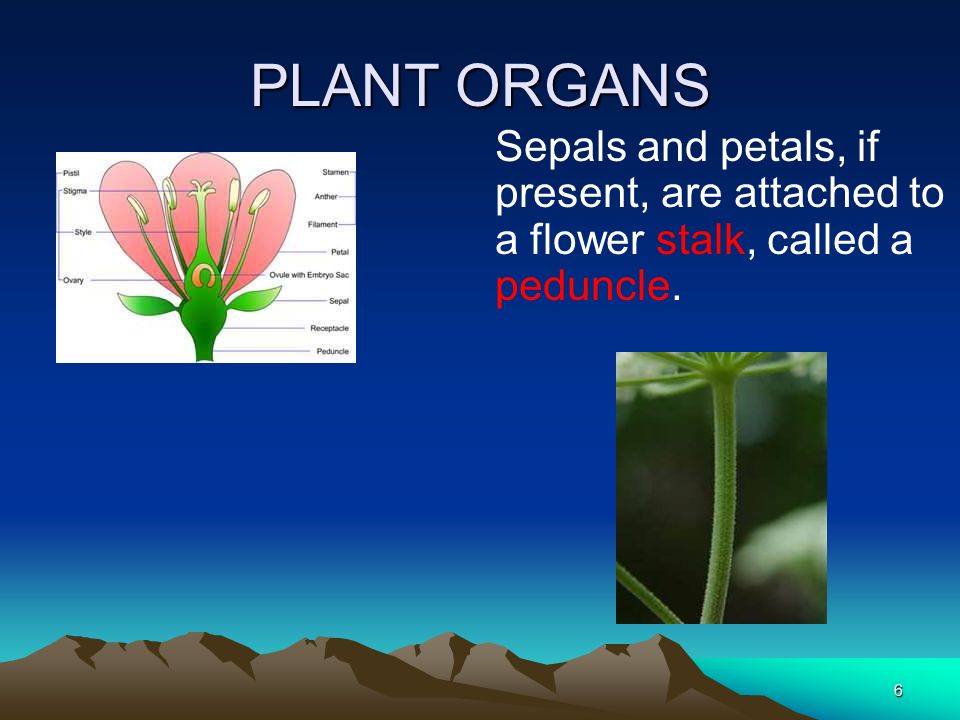 PLANT ORGANS Sepals and petals, if present, are attached to a flower stalk, called a peduncle.