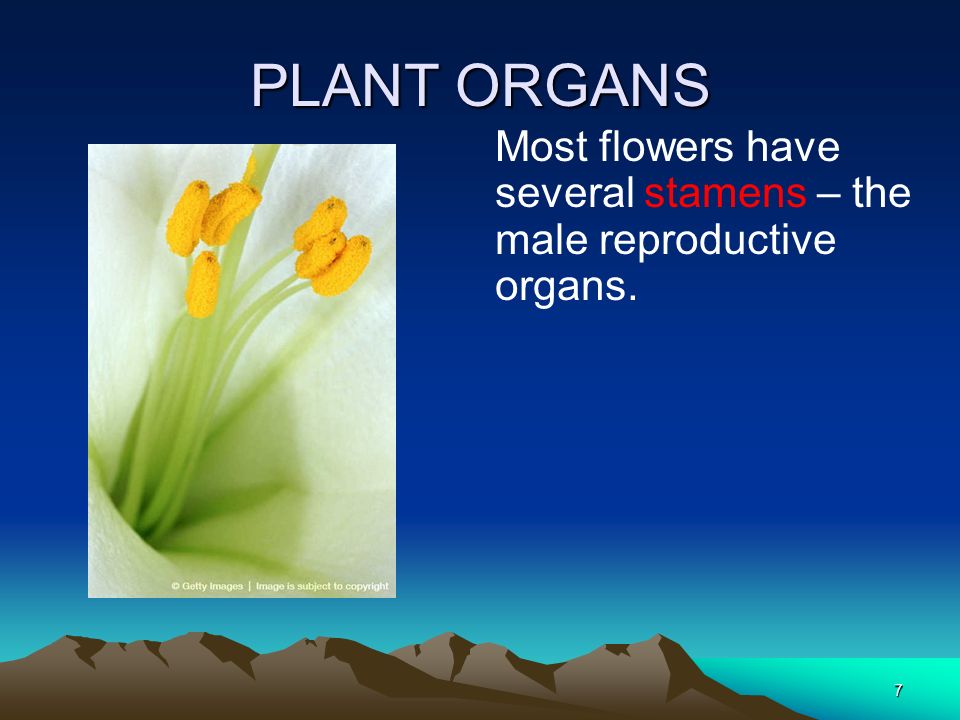 PLANT ORGANS Most flowers have several stamens – the male reproductive organs.