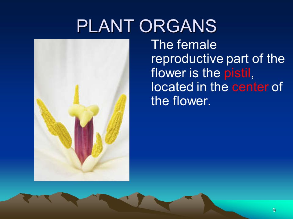 PLANT ORGANS The female reproductive part of the flower is the pistil, located in the center of the flower.