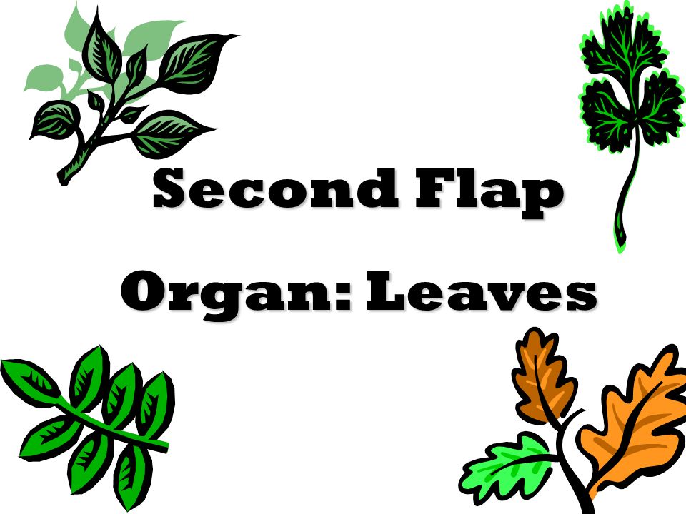 Second Flap Organ: Leaves