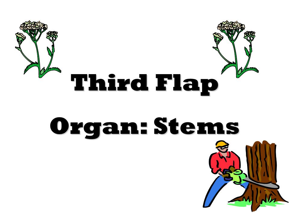 Third Flap Organ: Stems