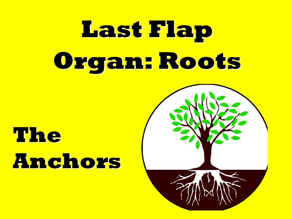 Last Flap Organ: Roots The Anchors