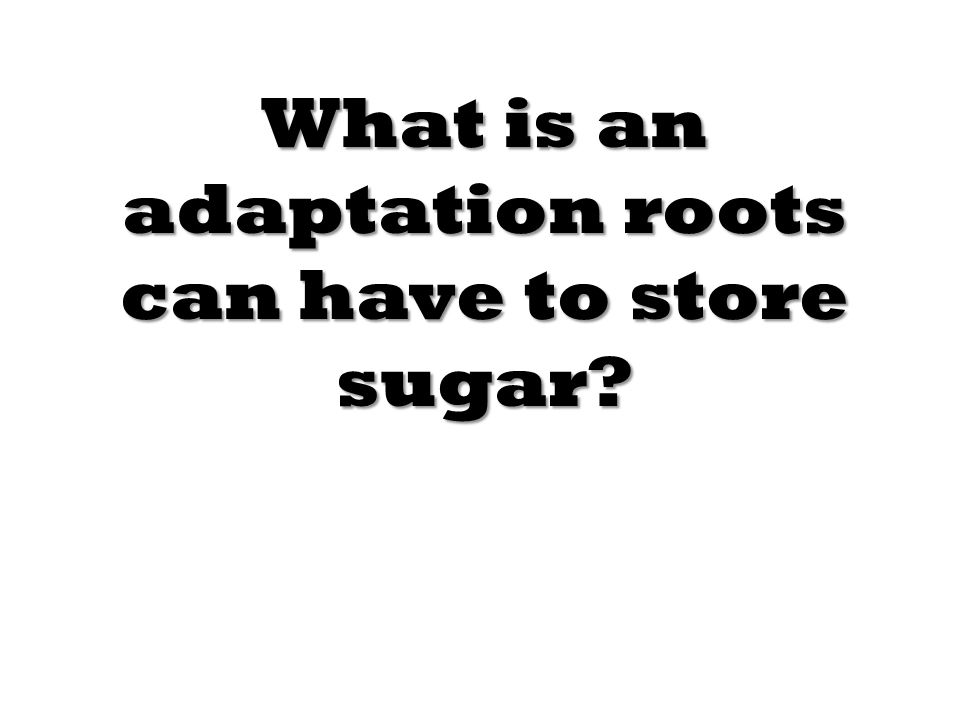 What is an adaptation roots can have to store sugar