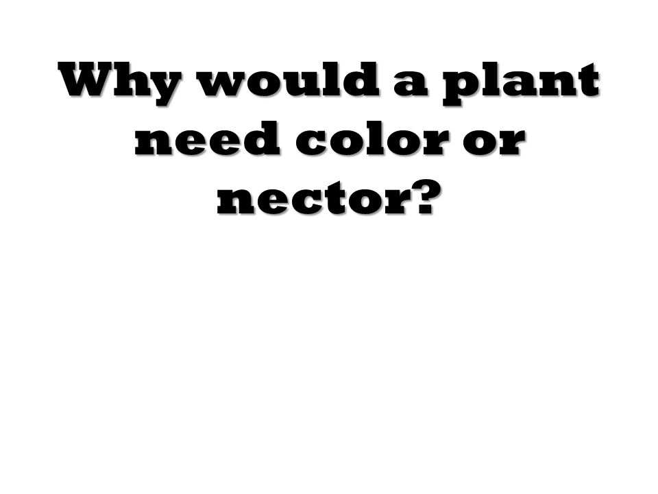 Why would a plant need color or nector