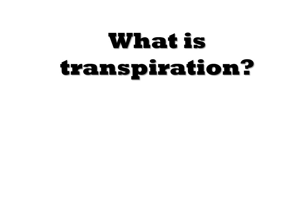 What is transpiration