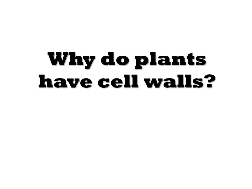Why do plants have cell walls