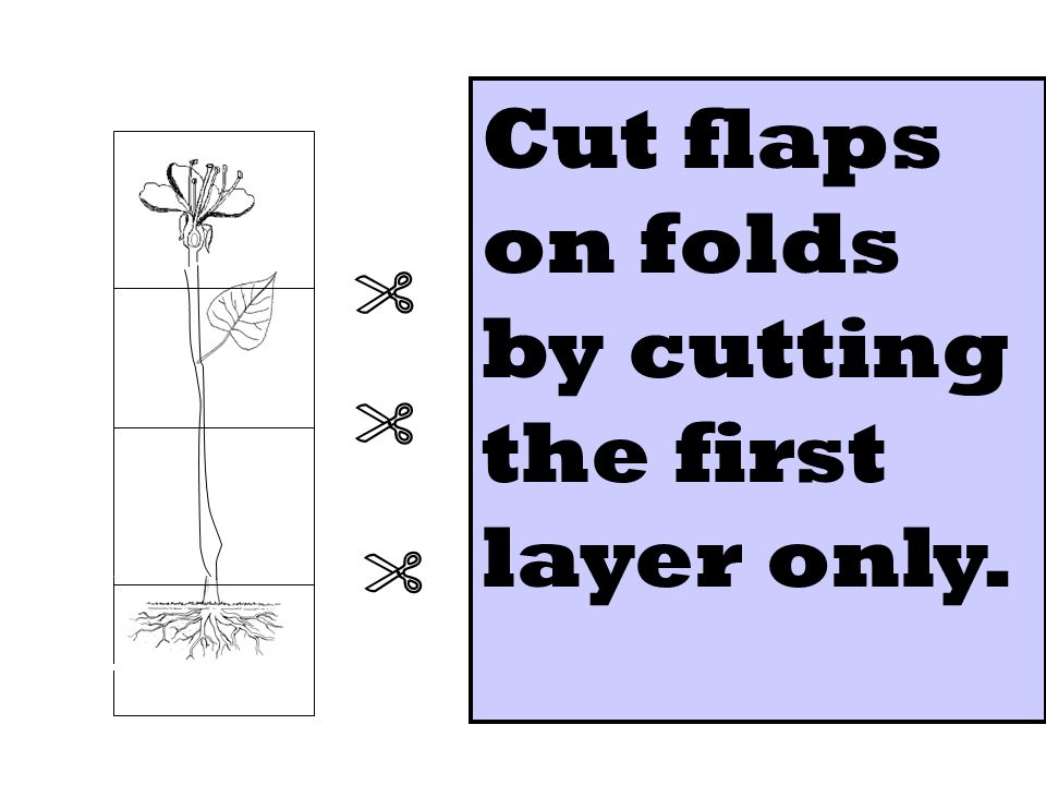 Cut flaps on folds by cutting the first layer only.