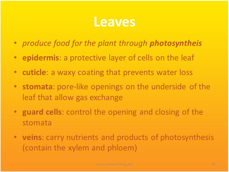 Leaves produce food for the plant through photosyntheis