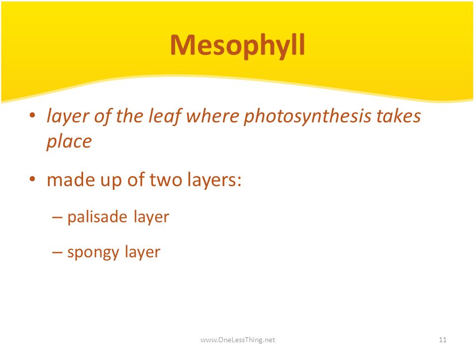 Mesophyll layer of the leaf where photosynthesis takes place