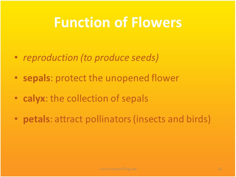 Function of Flowers reproduction (to produce seeds)