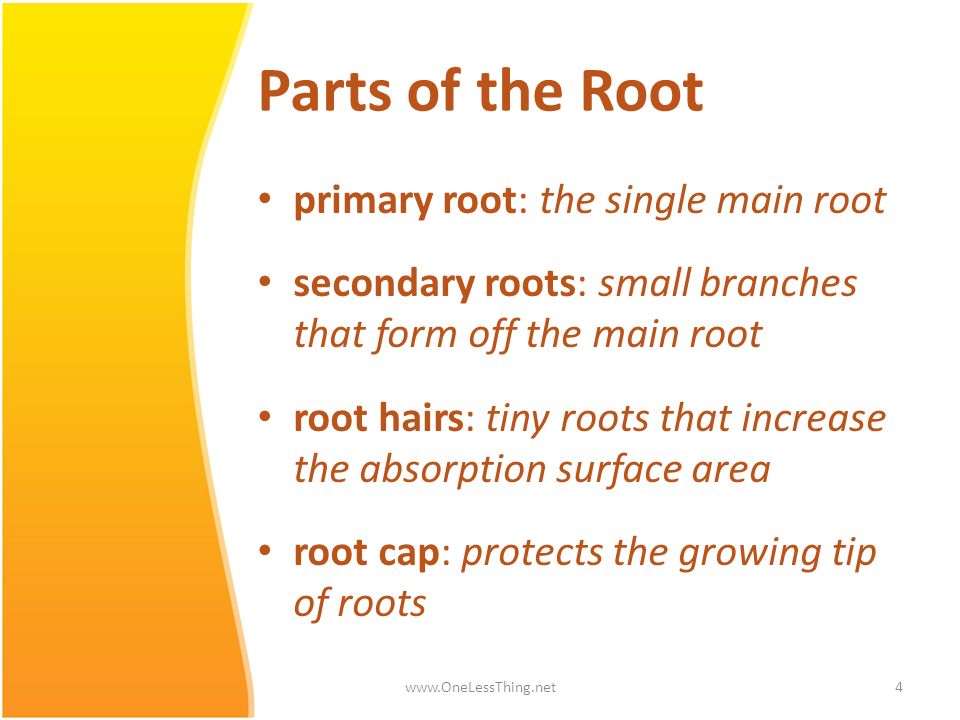 Parts of the Root primary root: the single main root
