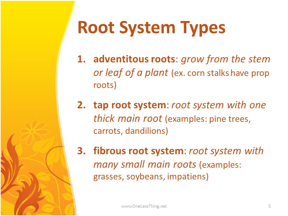 Root System Types adventitous roots: grow from the stem or leaf of a plant (ex. corn stalks have prop roots)
