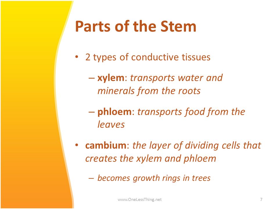 Parts of the Stem 2 types of conductive tissues