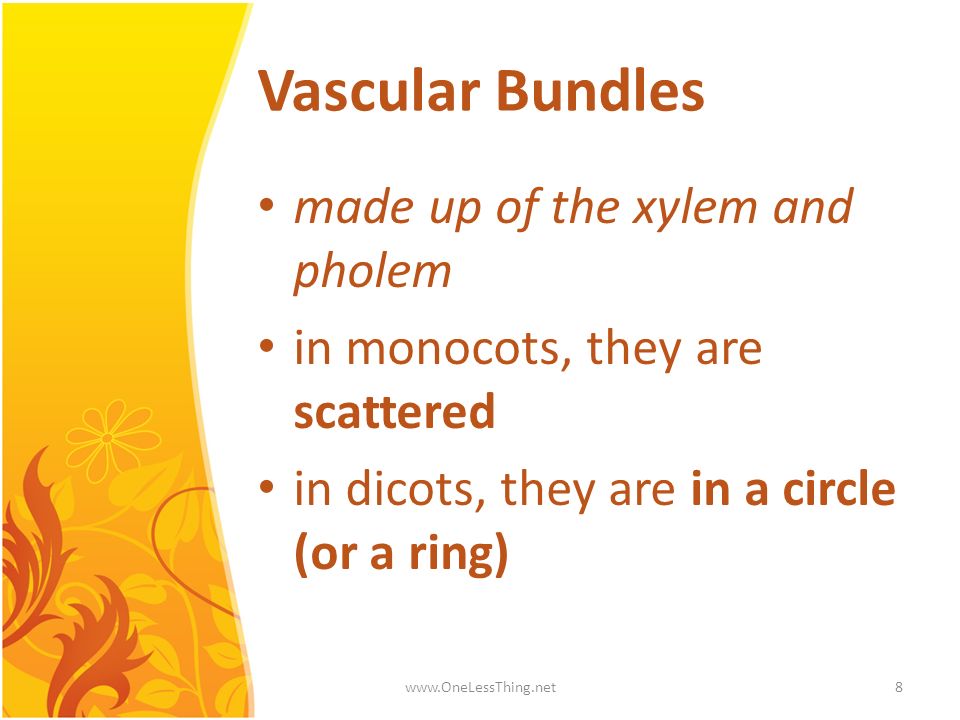 Vascular Bundles made up of the xylem and pholem