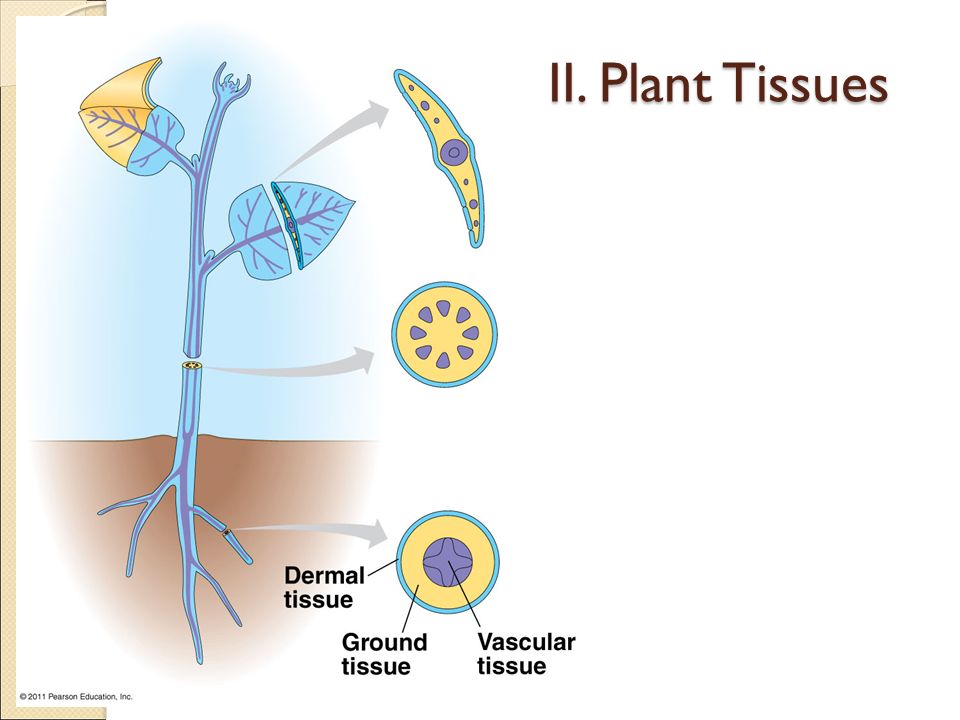 II. Plant Tissues