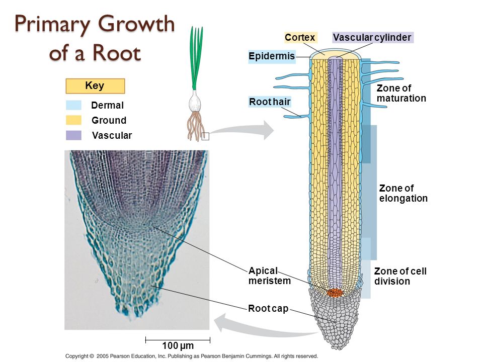 Primary Growth of a Root