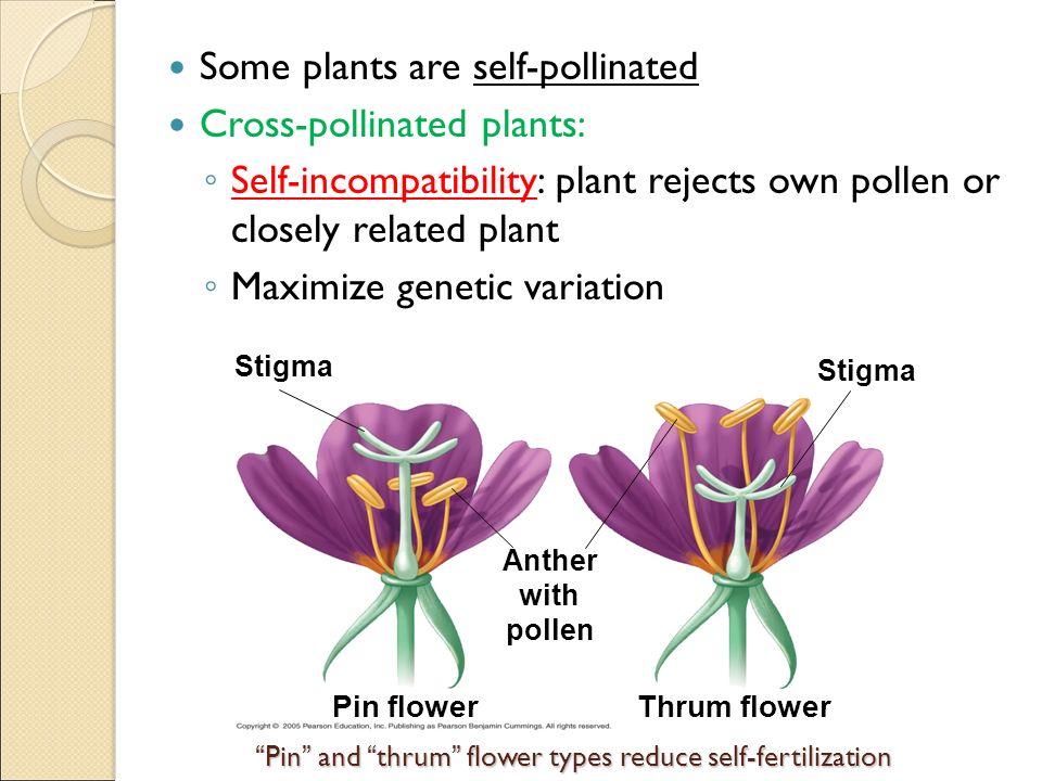Pin and thrum flower types reduce self-fertilization