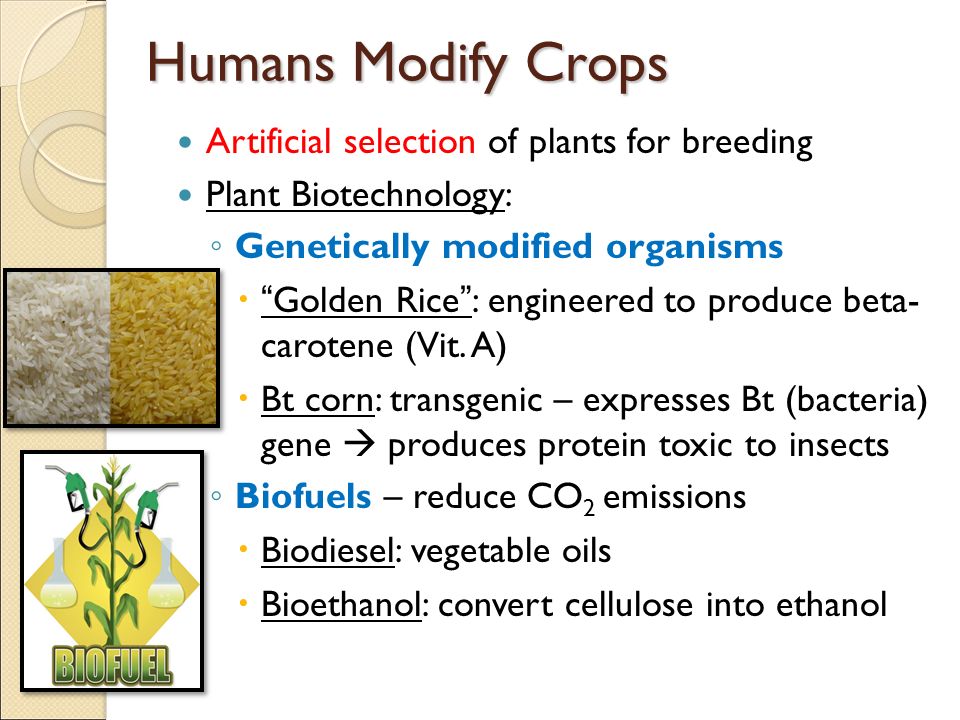 Humans Modify Crops Artificial selection of plants for breeding