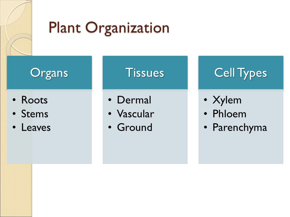 Plant Organization Organs Tissues Cell Types Roots Stems Leaves Dermal