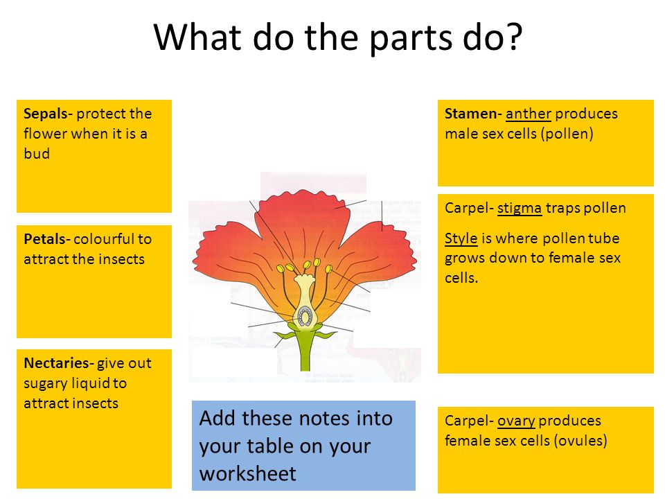 Parts Of A Flower L O Understand The Structure And Function Of The Male And Female Parts Of A Flowering Plant Starter Name As Many Different Parts Of Ppt Video Online Download