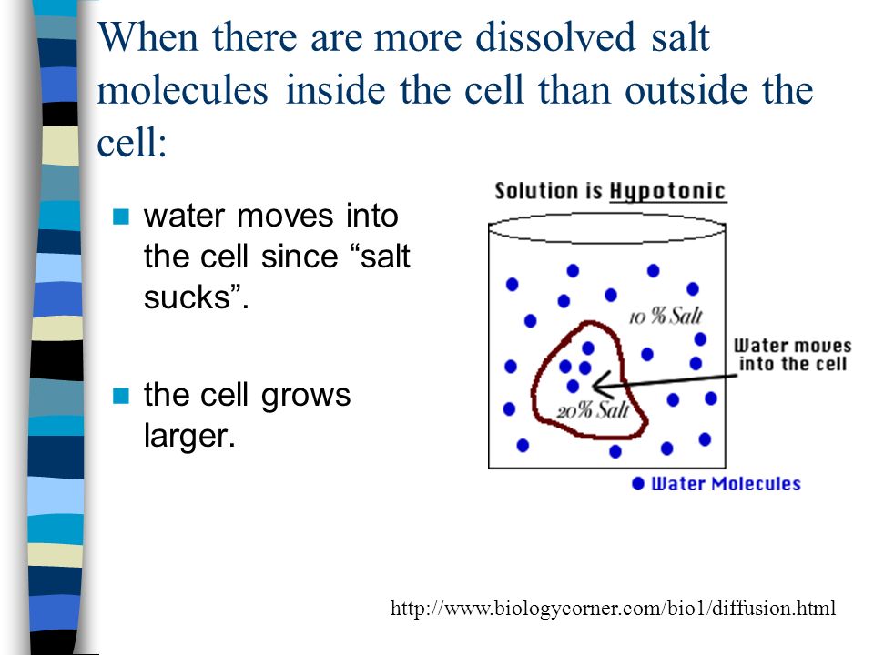 Key Idea 11 Cells In Multicellular Organisms Are Specialized To Take In Nutrients Which Are Used To Make The Materials That A Cell Or Organism Needs Ppt Video Online Download