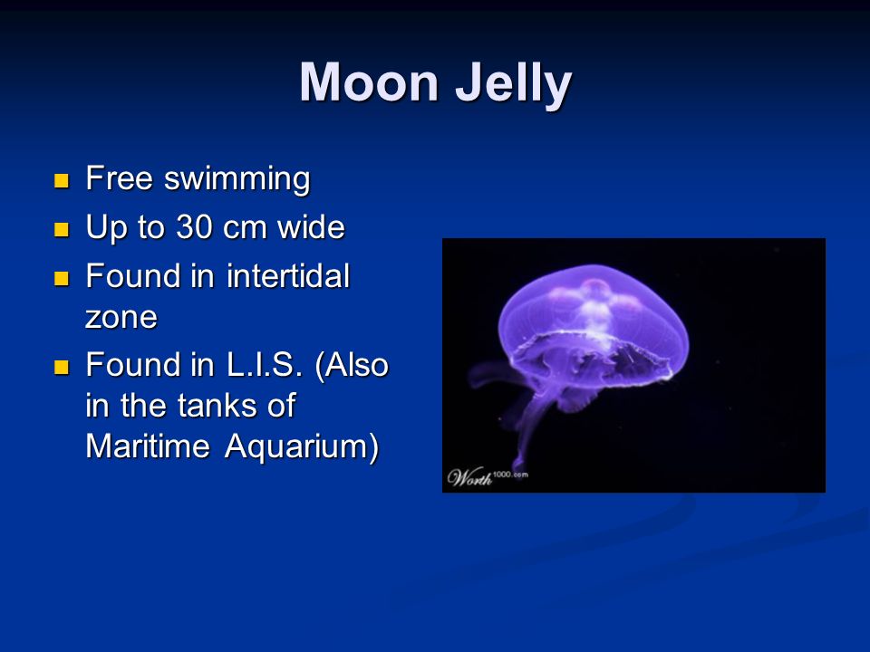 Moon Jelly Free swimming Up to 30 cm wide Found in intertidal zone