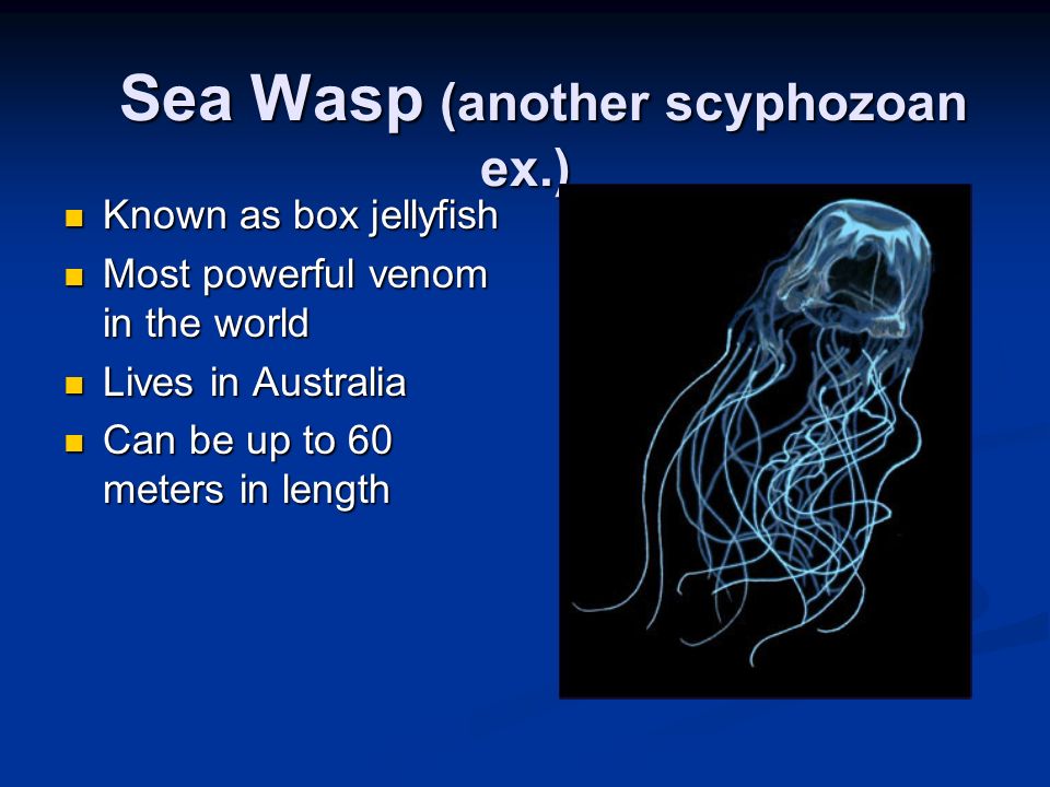 Sea Wasp (another scyphozoan ex.)