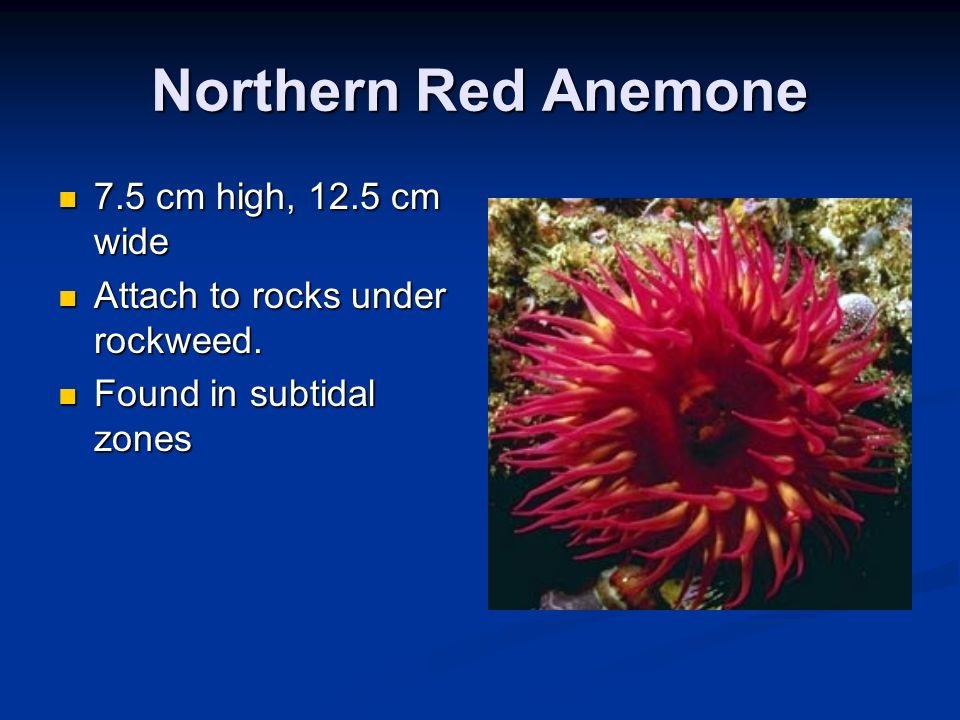 Northern Red Anemone 7.5 cm high, 12.5 cm wide