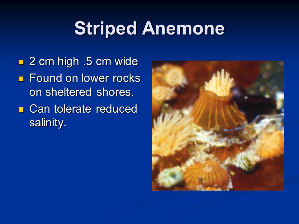 Striped Anemone 2 cm high .5 cm wide