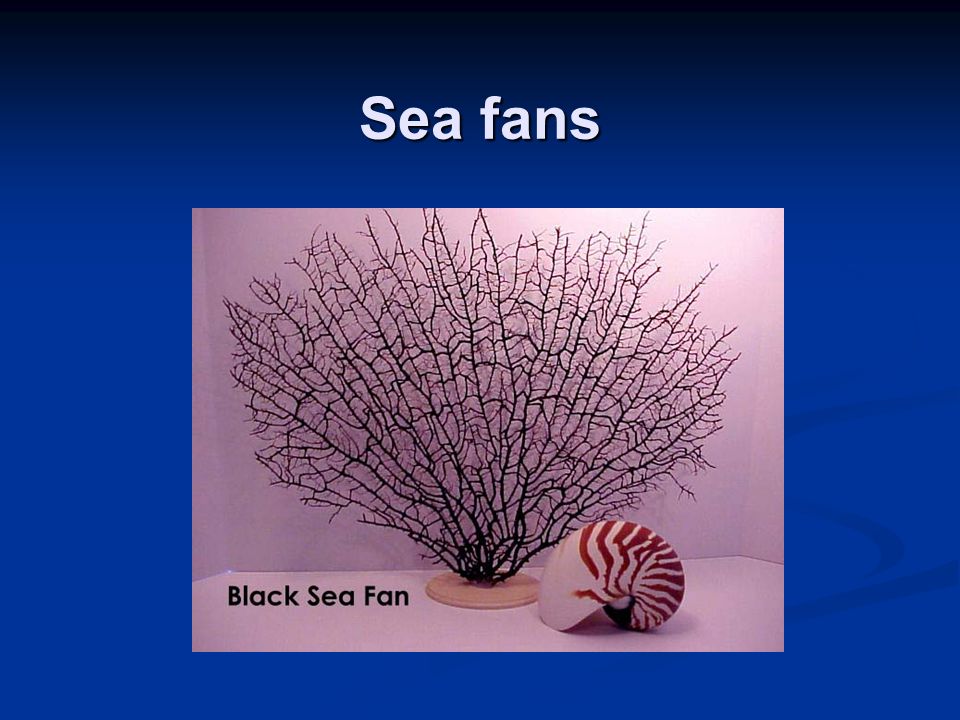 Sea fans