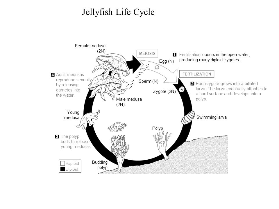 Jellyfish Life Cycle Female medusa (2N)