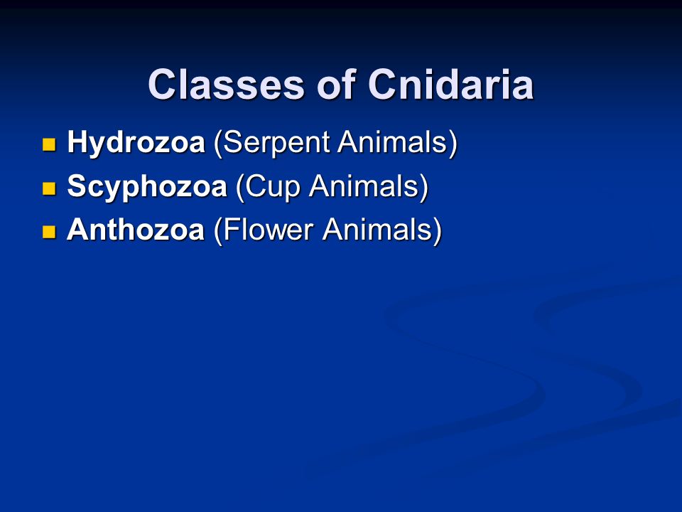 Classes of Cnidaria Hydrozoa (Serpent Animals) Scyphozoa (Cup Animals)