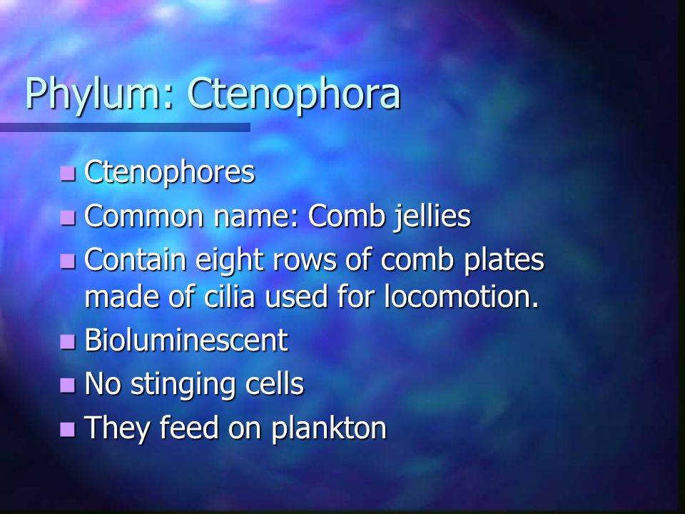 Phylum: Ctenophora Ctenophores Common name: Comb jellies
