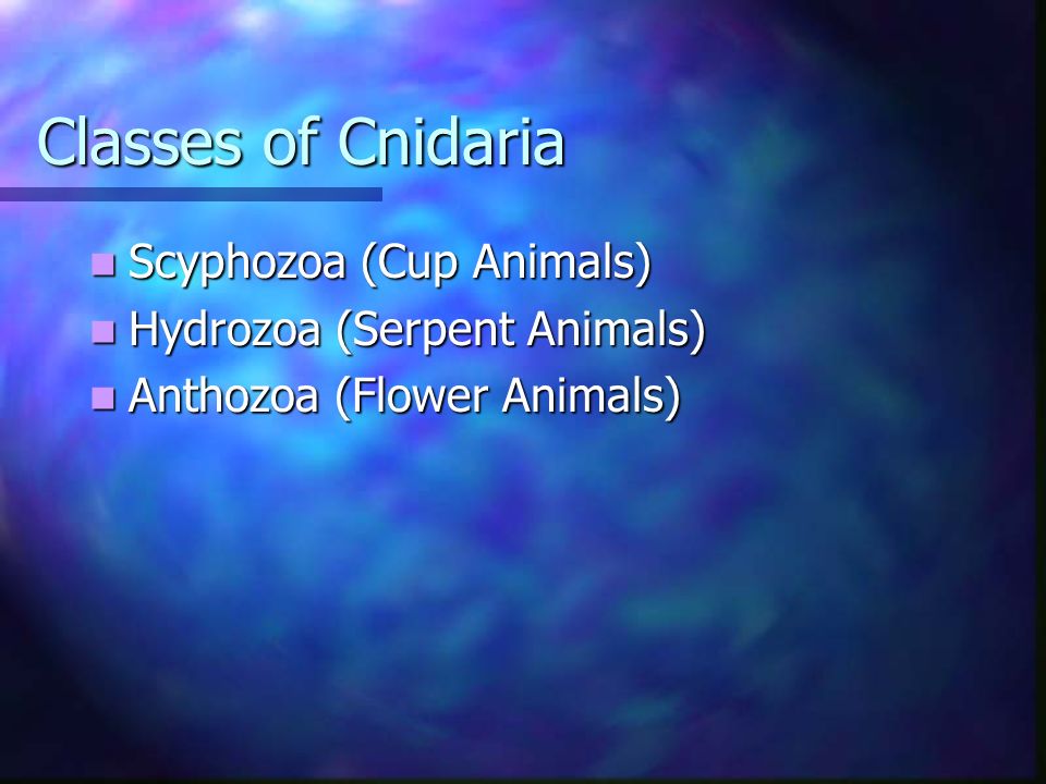 Classes of Cnidaria Scyphozoa (Cup Animals) Hydrozoa (Serpent Animals)