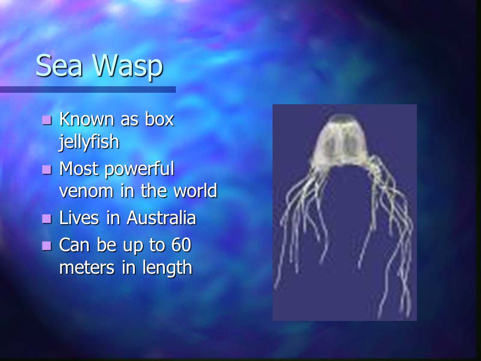 Sea Wasp Known as box jellyfish Most powerful venom in the world